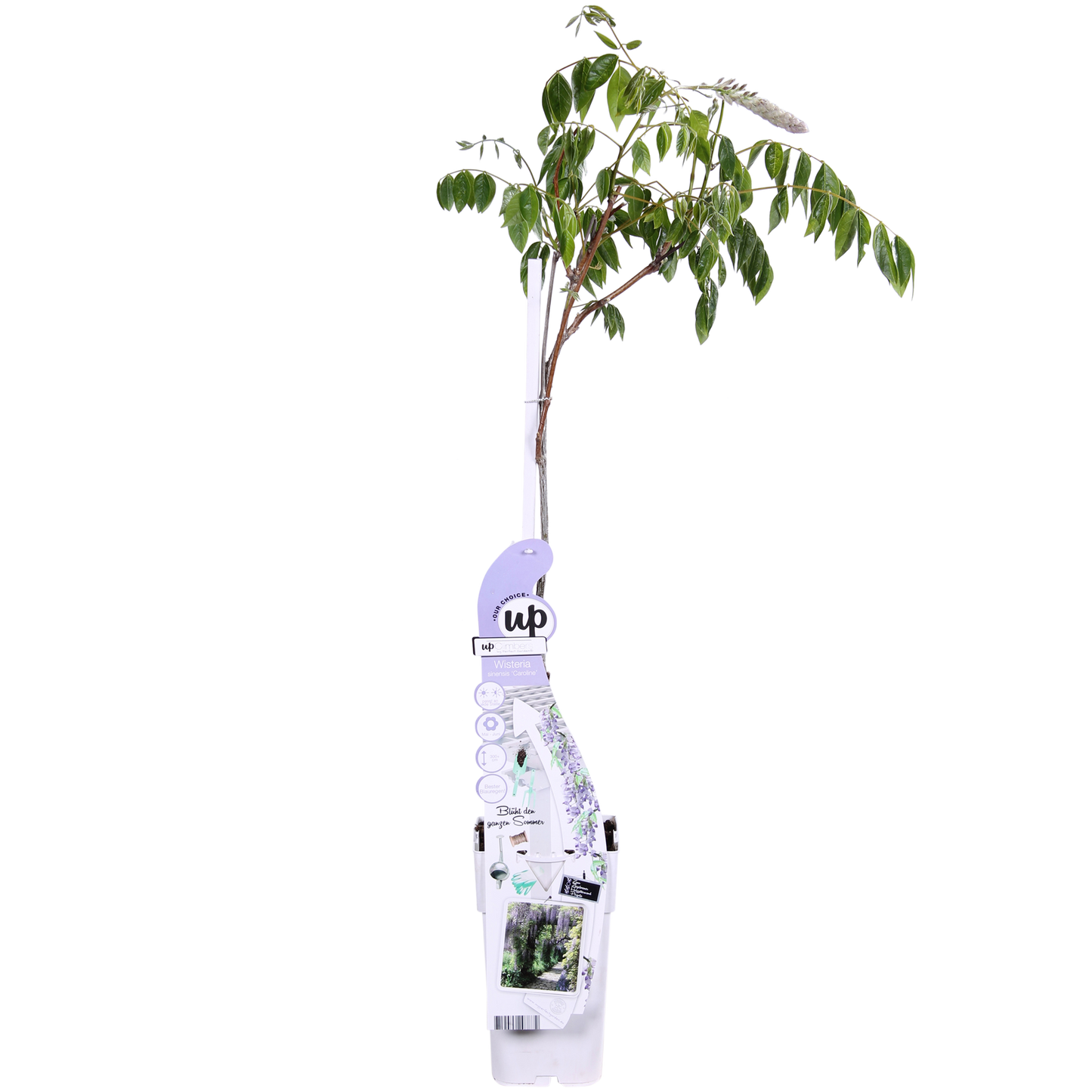 Wisteria sinensis Caroline - Paarse Regen - ↨65cm - Ø15cm