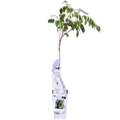 Wisteria sinensis Caroline - Paarse Regen - ↨65cm - Ø15cm