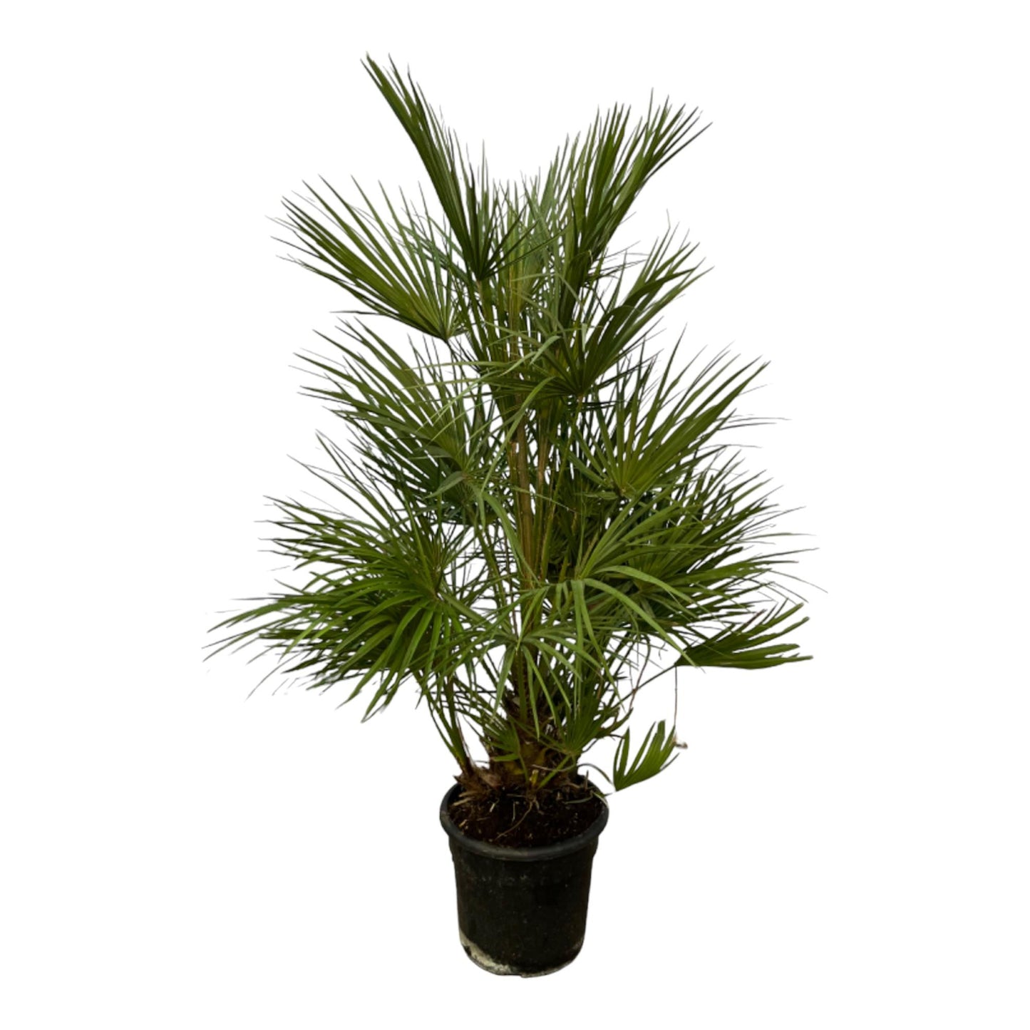 Chamaerops Humilis - Dwergpalm - ↨130cm - Ø24cm