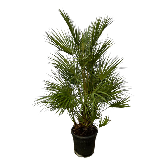 Chamaerops Humilis - Dwergpalm - ↨130cm - Ø24cm
