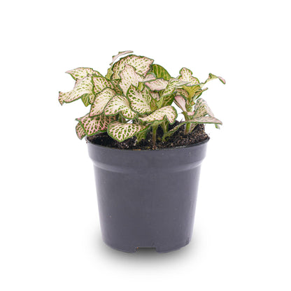 Fittonia Pink Tiger - Pink, white and Green - Mosaic plant - Ø8cm