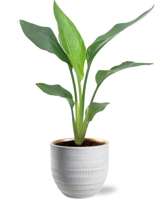 Strelitzia Reginea -  ↨40cm - Ø12cm - incl. pot - ↨13cm - Ø14cm