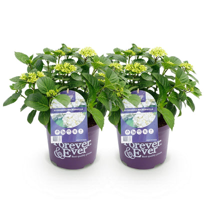 Hydrangea Forever & Ever - Hortensia - Wit - 2 Planten - ↨55cm - Ø23cm