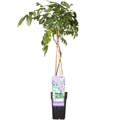 Wisteria sinensis 'Prolific' - Blauwe regen - ↨65cm - Ø15cm