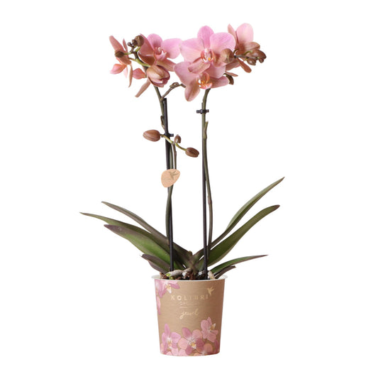 Oudroze Phalaenopsis orchidee - Jewel Treviso - Ø9cm