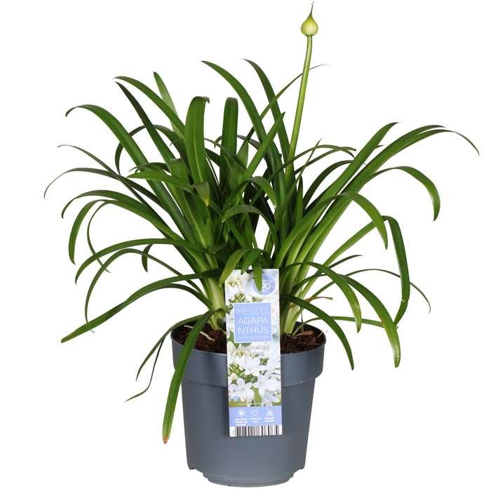 Agapanthus 'Ever White' - Afrikaanse lelie - ↨30cm - Ø19cm