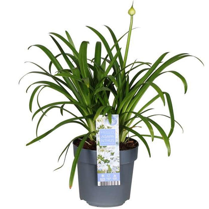 Agapanthus 'Ever White' - Afrikaanse lelie - ↨30cm - Ø19cm