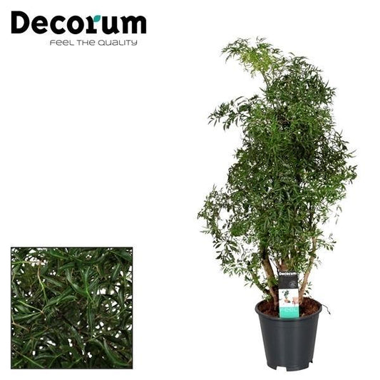 Polyscias Hawaiiana Ming - ↨65cm - Ø17cm