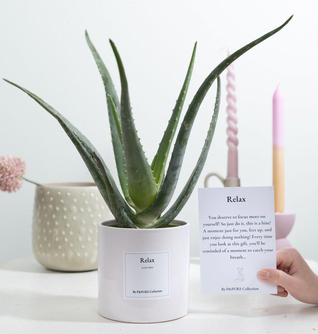 Aloe Vera - Gift "Relax" - met wenskaart - ↨40cm - Ø12cm