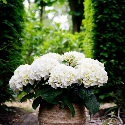 Hydrangea Forever & Ever - Hortensia - Wit - 2 Planten - ↨55cm - Ø23cm