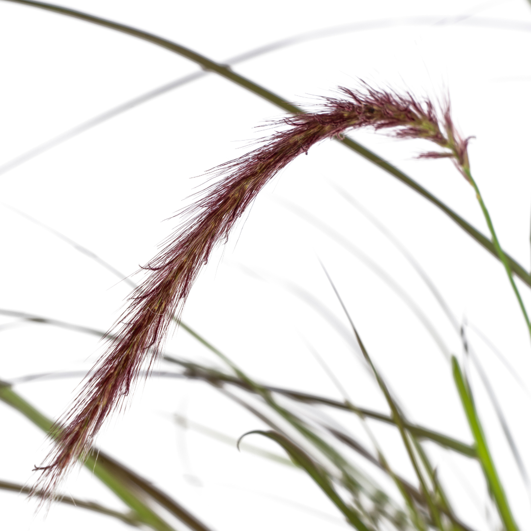 Pennisetum x advena Rubrum - 4 stuks - ↨50-60cm - Ø13cm