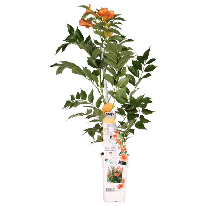 Campsis Indian Summer - Trompetbloem - Oranje - ↨65cm - Ø15cm