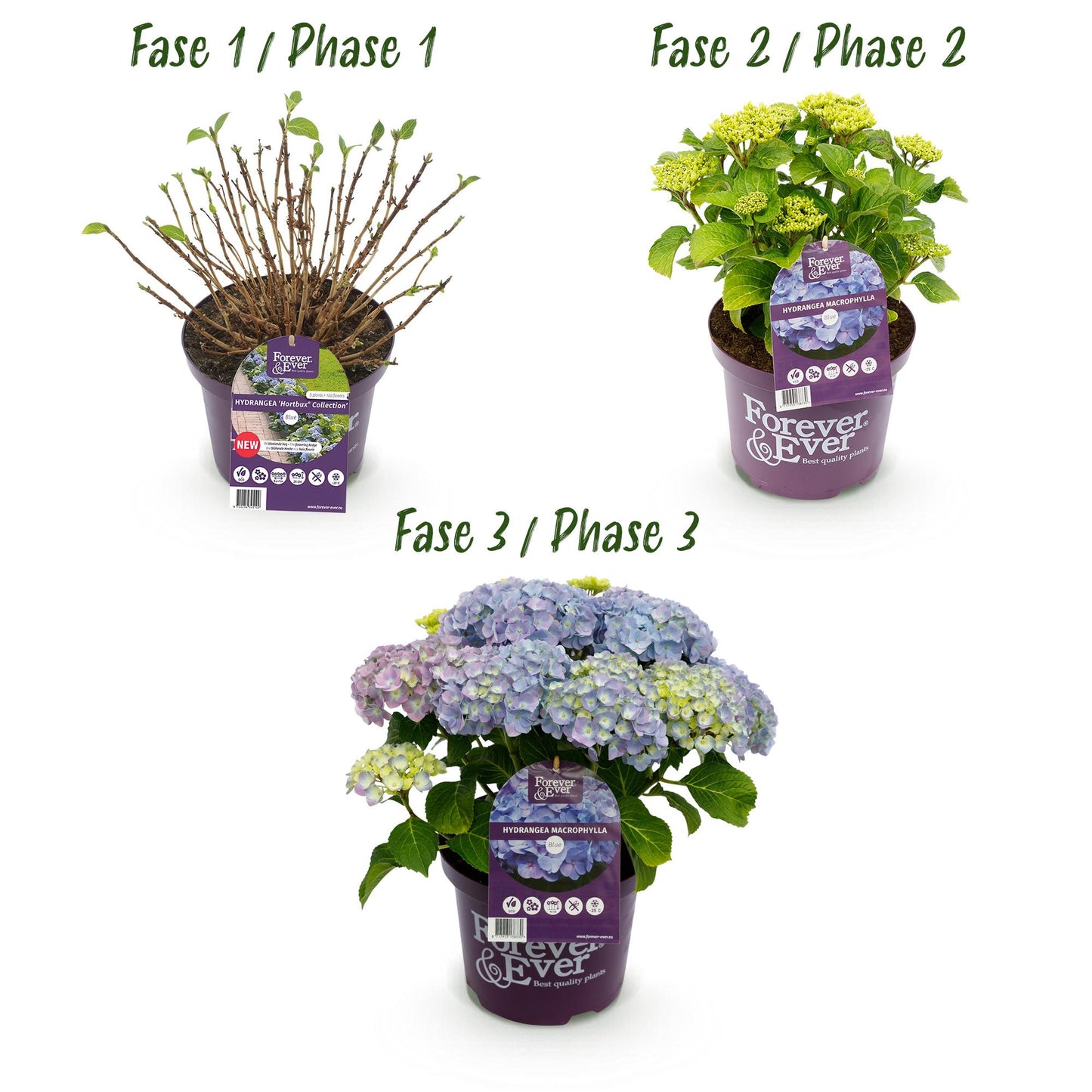 Hydrangea Forever & Ever - Hortensia - Blauw - 2 Planten - ↨55cm - Ø23cm