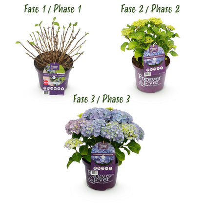 Hydrangea Forever & Ever - Hortensia - Blauw - 2 Planten - ↨55cm - Ø23cm