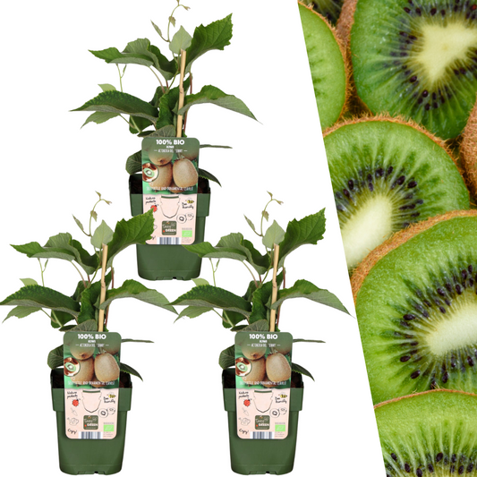 Biologische kiwiplanten - 3 stuks - ↨20cm - Ø13cm