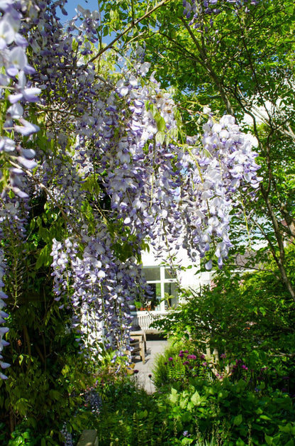 Wisteria sinensis Caroline - Paarse Regen - ↨65cm - Ø15cm