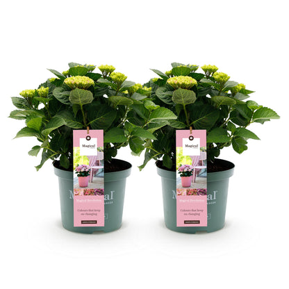 Hydrangea Magical Revolution - Pink - 2 Planten - ↨55cm - Ø23cm