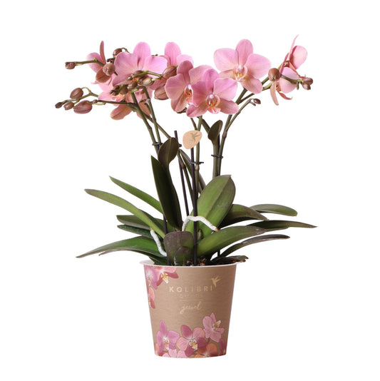 Oudroze Phalaenopsis orchidee - Jewel Treviso - Ø12cm