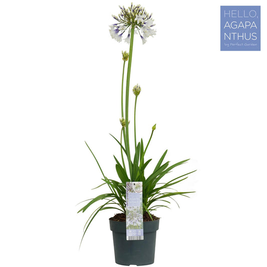 Agapanthus Fireworks - ↨75cm - Ø19cm