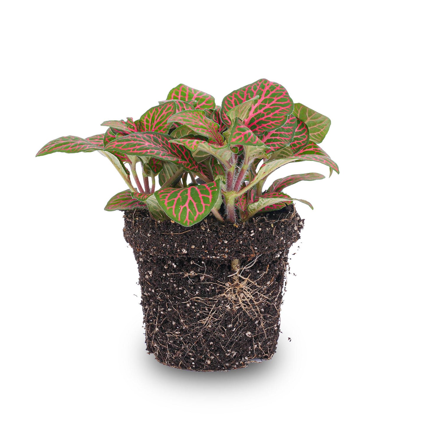Fittonia red - Mosaic plant - Ø8cm