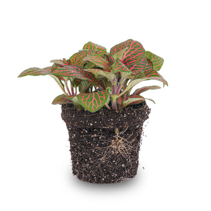 Fittonia red - Mosaic plant - Ø8cm