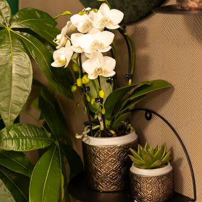 Witte Phalaenopsis orchidee - Niagara Fall - Ø9cm