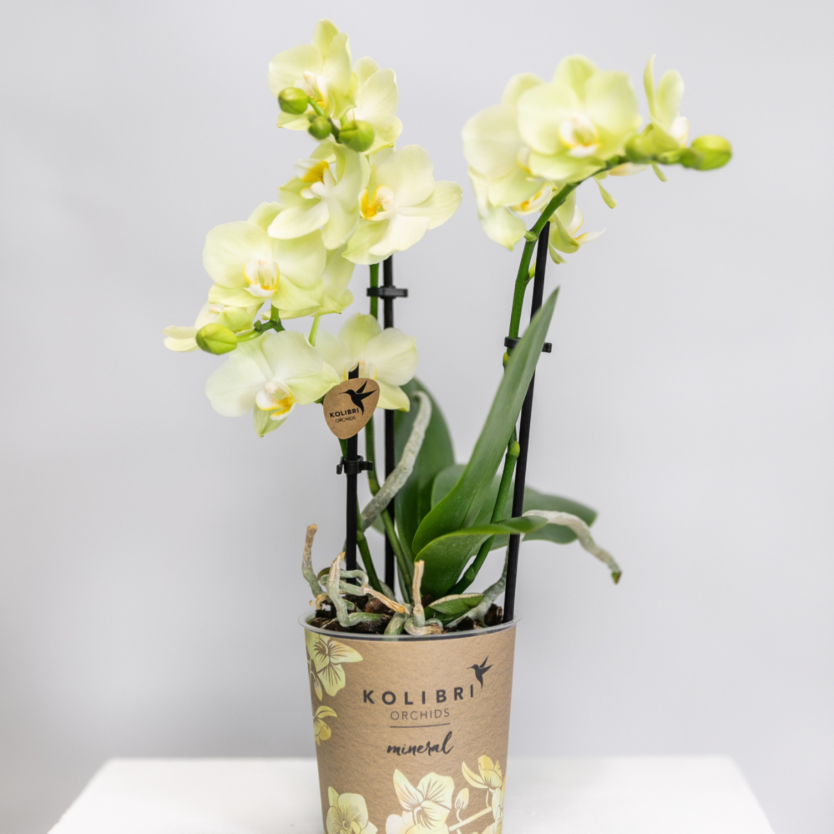 Gele Phalaenopsis orchidee - Mexico - Ø9cm