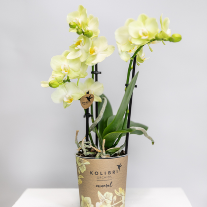 Gele Phalaenopsis orchidee - Mexico - Ø9cm
