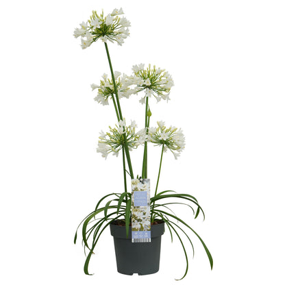 Agapanthus 'Ever White' - Afrikaanse lelie - ↨30cm - Ø19cm