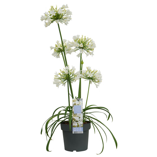 Agapanthus 'Ever White' - Afrikaanse lelie - ↨30cm - Ø19cm