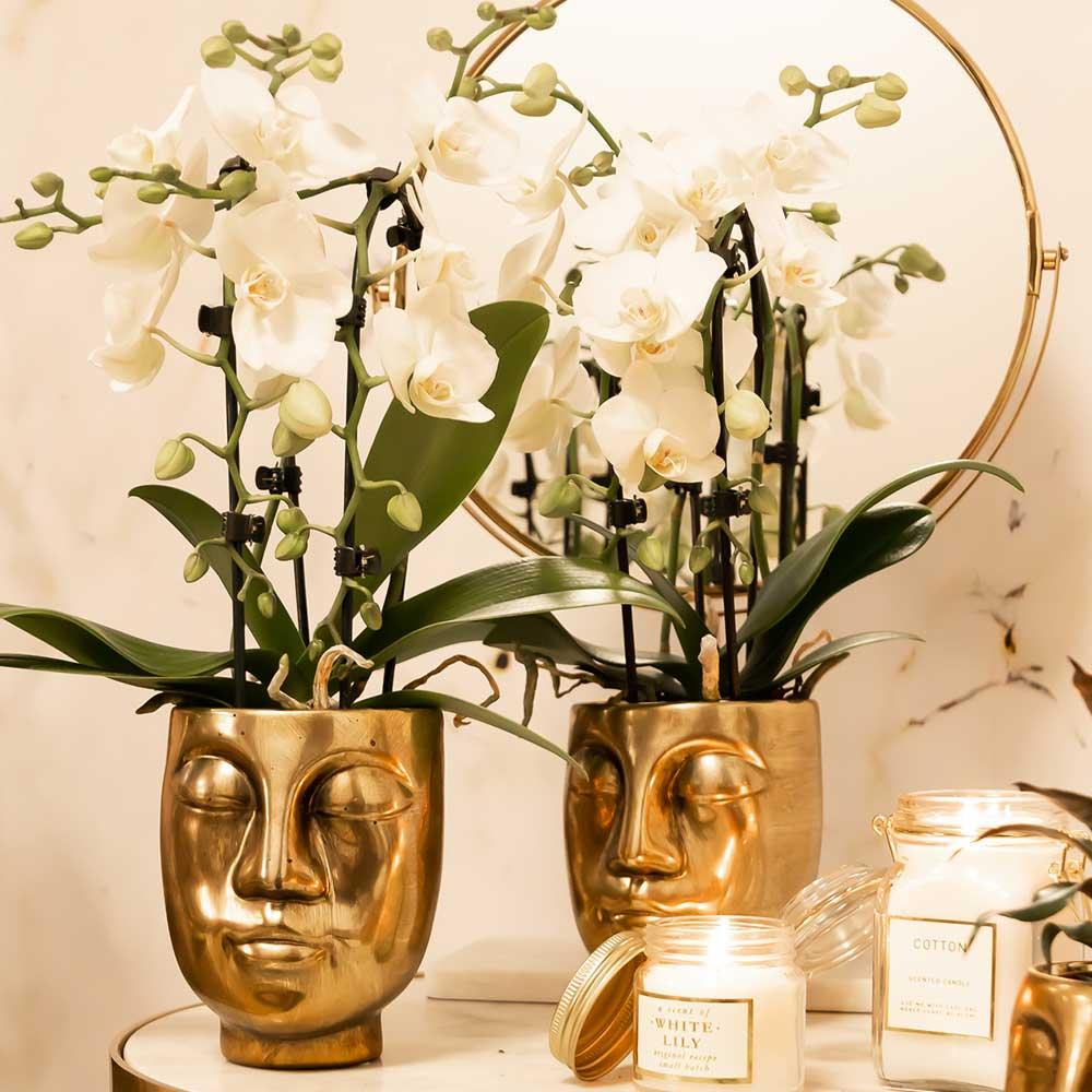 Witte Phalaenopsis orchidee - Niagara Fall - Ø9cm