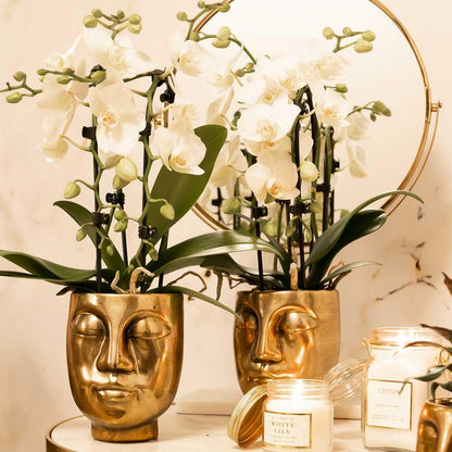 Witte Phalaenopsis orchidee - Niagara Fall - Ø9cm