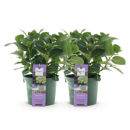 Hydrangea Magical Jewel Blue - Blauw - Hortensia - 2 Planten - ↨55cm - Ø23cm
