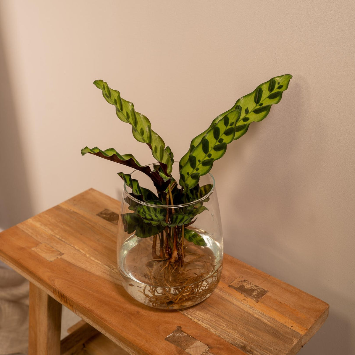 Calathea Insignis in Kingston glas - ↨30cm - Ø12cm