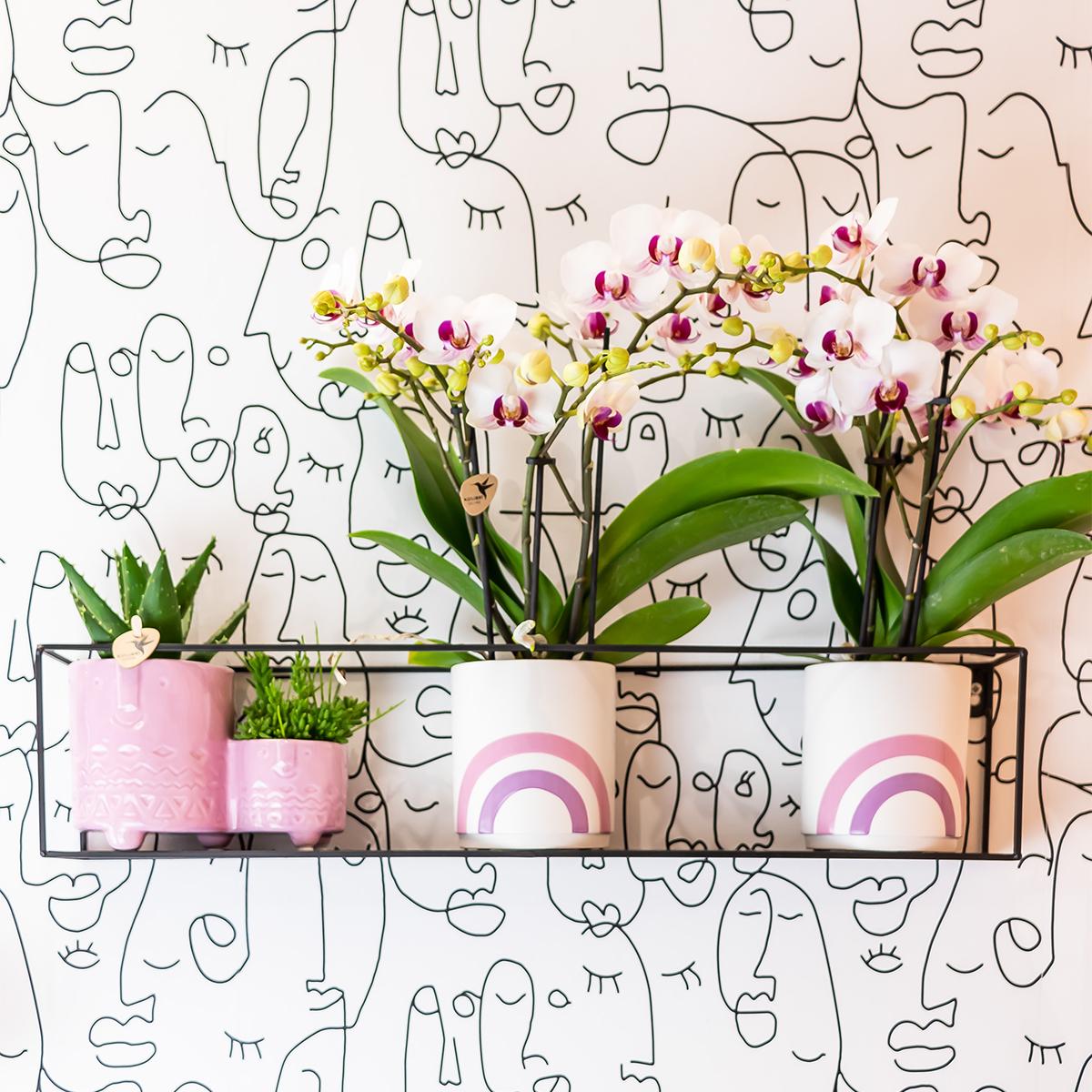 Witte Phalaenopsis orchidee - Mineral Gibraltar - Ø9cm
