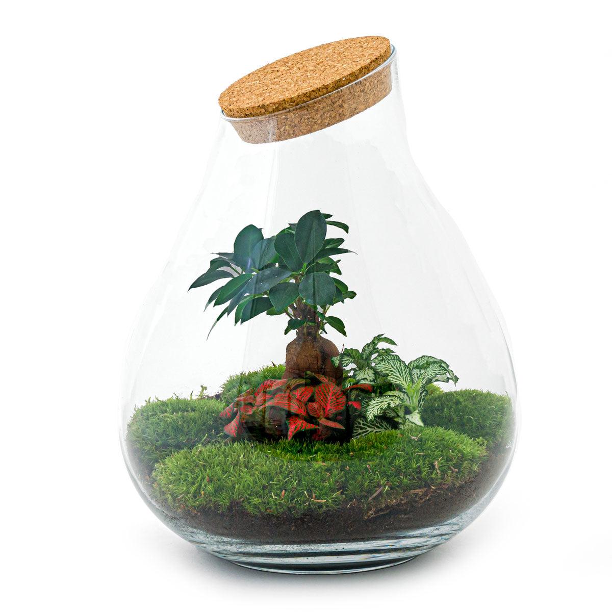 DIY terrarium - Drop XL Bonsai -↨37cm - Ø29cm