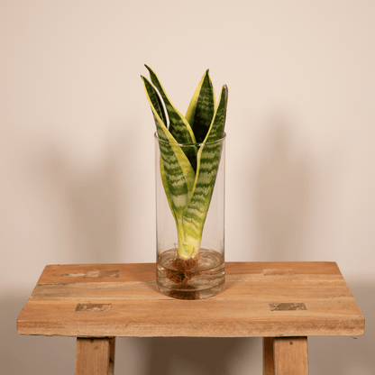 Sanseviera in Cilinder glas - ↨30cm - Ø12cm