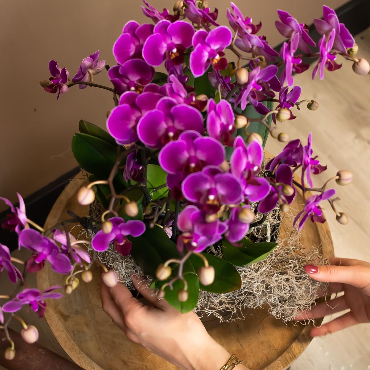 Paarse phalaenopsis orchidee - Morelia - Ø9cm