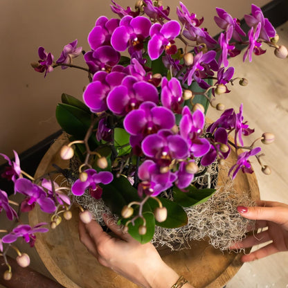 Paarse phalaenopsis orchidee - Morelia - Ø9cm
