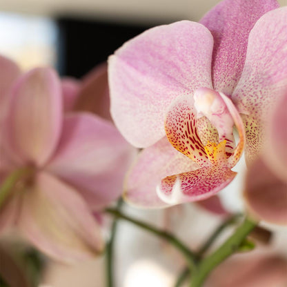 Oudroze Phalaenopsis orchidee - Jewel Treviso - Ø12cm