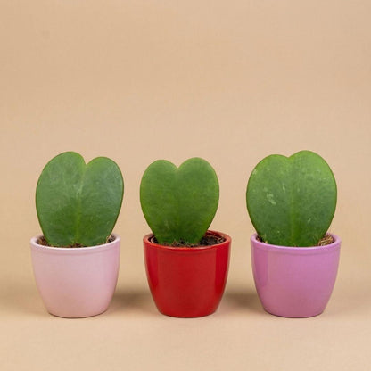 Hoya Kerrii set van 3 in roze & rode mini potten | Hartjesplant - Ø6cm
