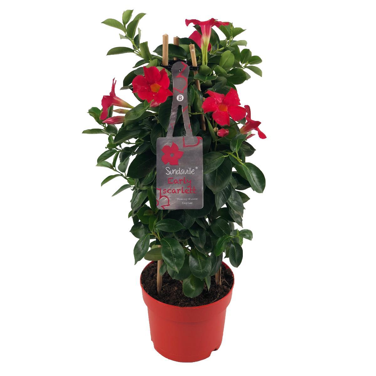 Mandevilla Sundaville Early Scarlet In Toren - Dipladenia - Rood - ↨55cm - Ø17cm