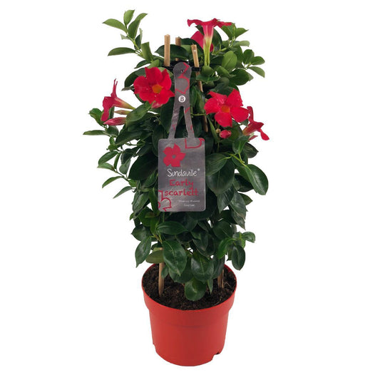 Mandevilla Sundaville Early Scarlet In Toren - Dipladenia - Rood - ↨55cm - Ø17cm
