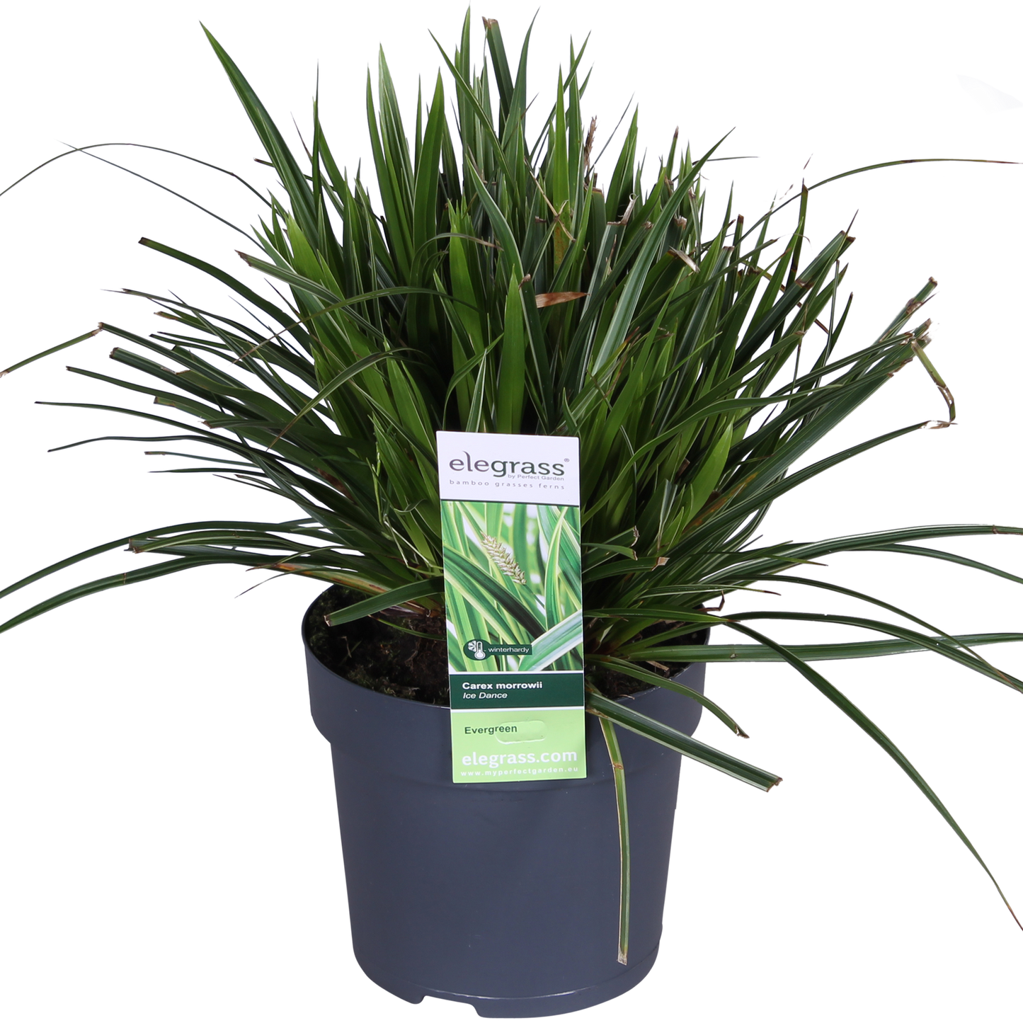 Carex morrowii 'Ice Dance' - ↨30cm - Ø14cm