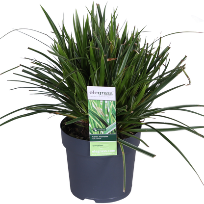 Carex morrowii 'Ice Dance' - ↨30cm - Ø14cm