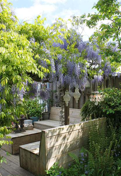 Wisteria sinensis Caroline - Paarse Regen - ↨65cm - Ø15cm