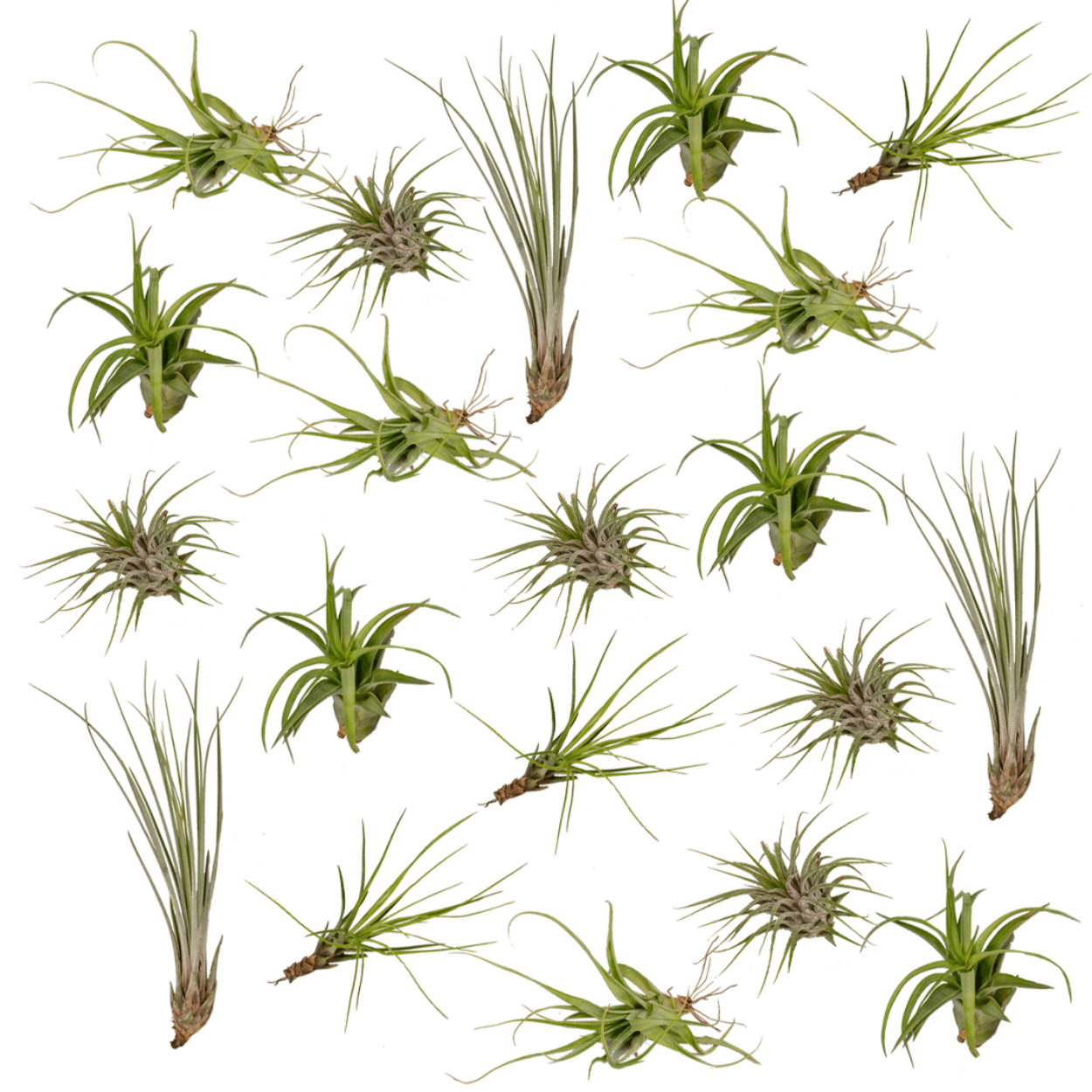 Tillandsia Air mix - 20 stuks - ↨6cm