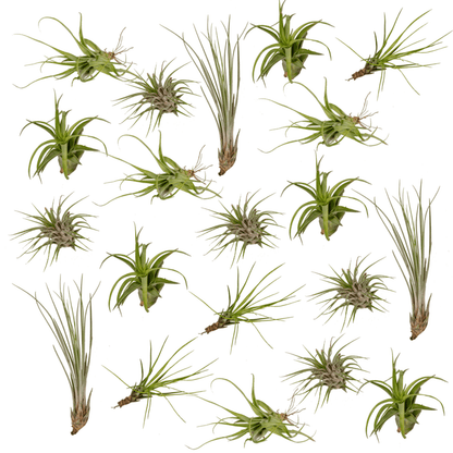 Tillandsia Air mix - 20 stuks - ↨6cm