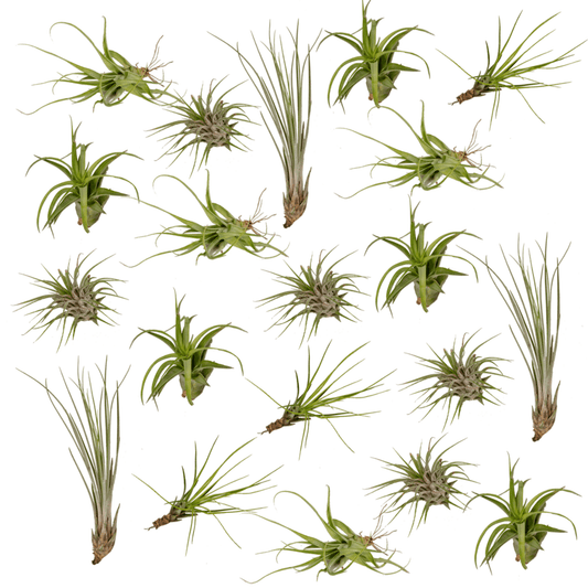 Tillandsia Air mix - 20 stuks - ↨6cm