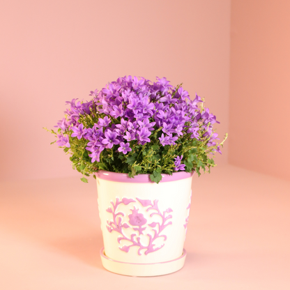 Campanula Addenda Ambella Intense purple incl. Malaga sierpotten - Ø12cm